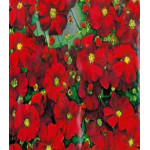 Гипсофила Кармин изящная Гипсофила Кармин изящная