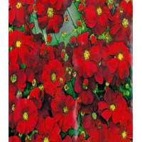 Гипсофила Кармин изящная