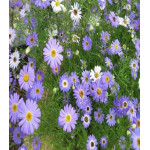 Брахикома ибе��исолистная Маргарита Брахикома ибе��исолистная Маргарита