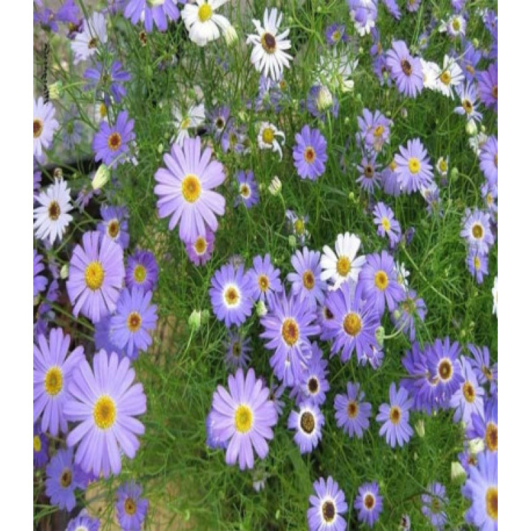 Брахикома ибе��исолистная Маргарита Брахикома ибе��исолистная Маргарита