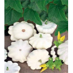 Патиссон Диск Патиссон Диск