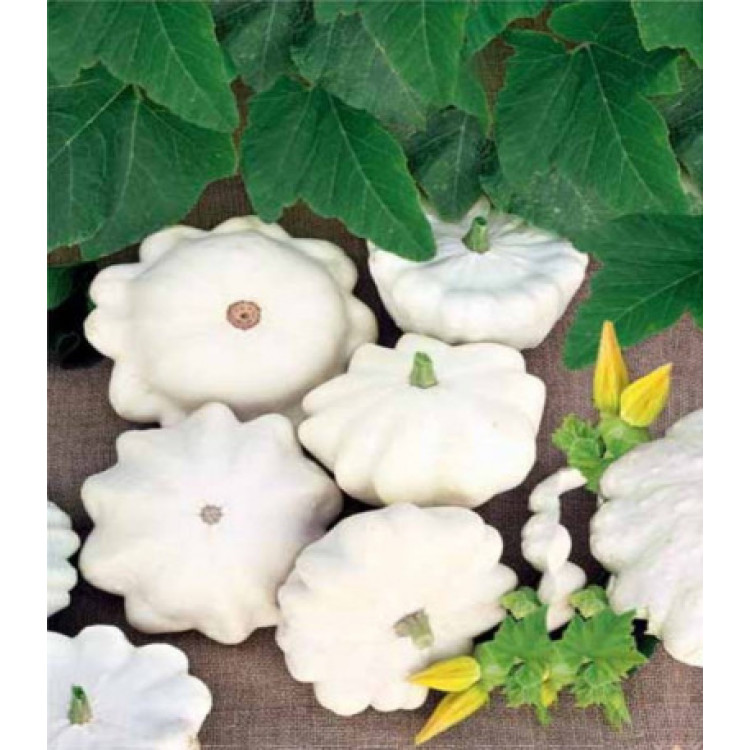 Патиссон Диск Патиссон Диск