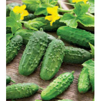 Огурец Засолочный