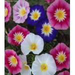 Вьюнок Мамба трехцветный Вьюнок Мамба трехцветный