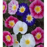 Вьюнок Мамба трехцветный