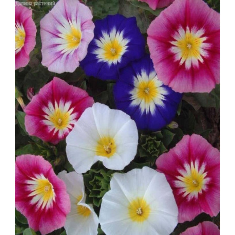 Вьюнок Мамба трехцветный Вьюнок Мамба трехцветный