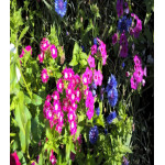 Флокс Друммонда Калейдоскоп Флокс Друммонда Калейдоскоп