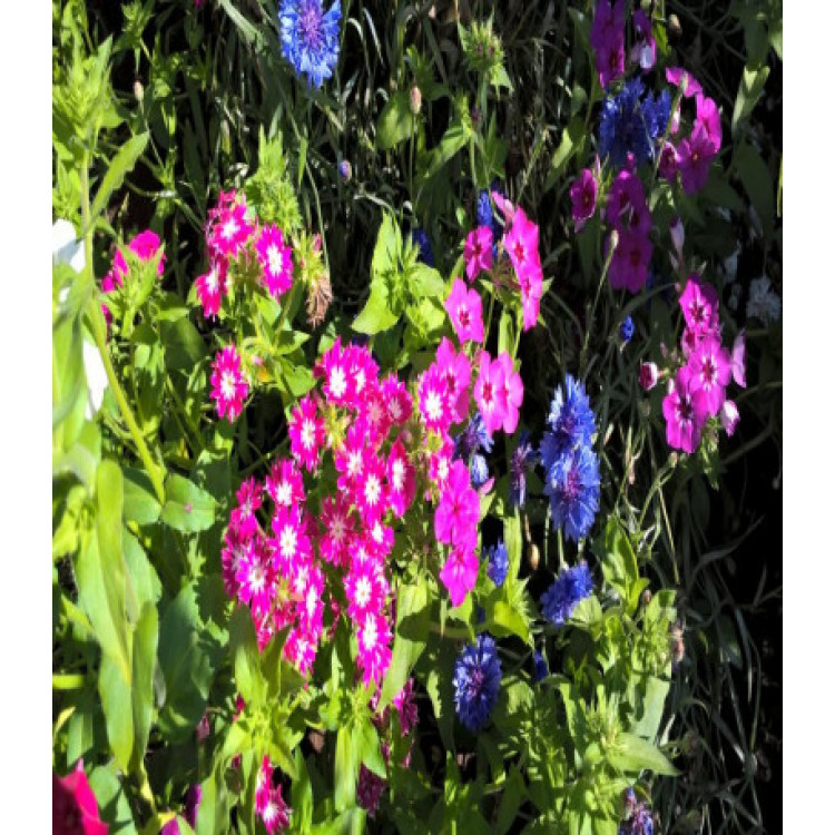 Флокс Друммонда Калейдоскоп Флокс Друммонда Калейдоскоп