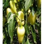 Перец Белозёрка сладкий Перец Белозёрка сладкий