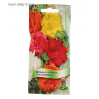 Бегония Лето в Петергофе клубневая