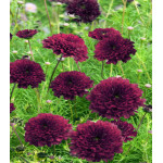 Космея Кнопка Бордовая Махровая Космея Кнопка Бордовая Махровая