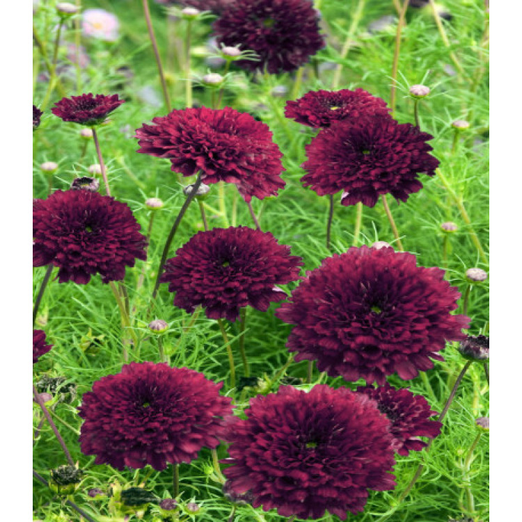 Космея Кнопка Бордовая Махровая Космея Кнопка Бордовая Махровая