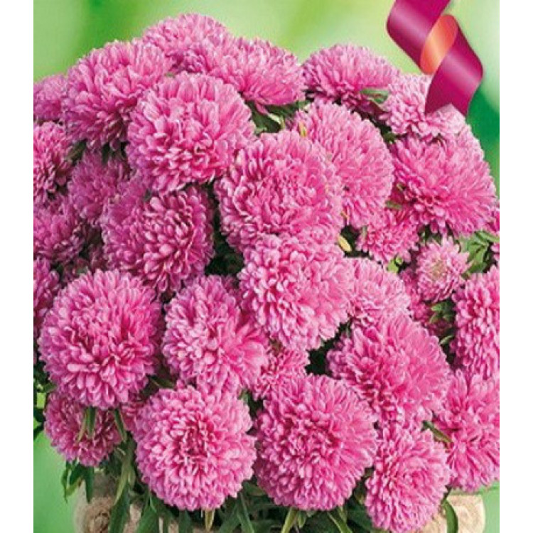 Астра Монпансье карминная Астра Монпансье карминная