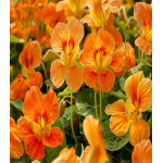 Настурция Верд Берт Настурция Верд Берт