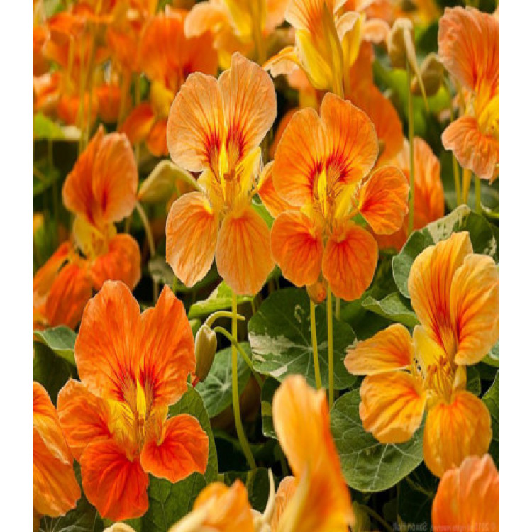 Настурция Верд Берт Настурция Верд Берт