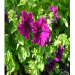 Фриллитуния Бразильский карнавал F1 Фриллитуния Бразильский карнавал F1