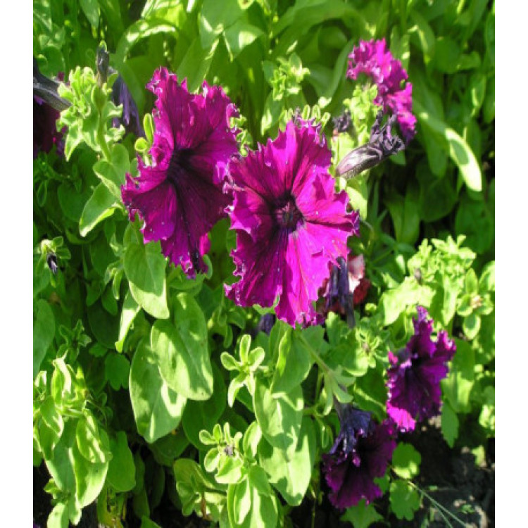 Фриллитуния Бразильский карнавал F1 Фриллитуния Бразильский карнавал F1