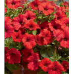 Петуния Пламя Петуния Пламя