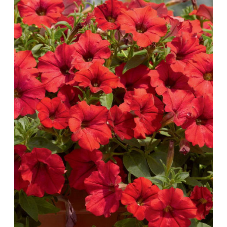 Петуния Пламя Петуния Пламя