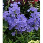 Колокольчик Средний Голубой Колокольчик Средний Голубой