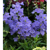 Колокольчик Средний Голубой