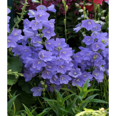 Колокольчик Средний Голубой