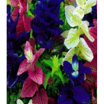 Сальвия Конфетти Сальвия Конфетти