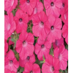 Петуния Суперкаскадная розовая F1 Петуния Суперкаскадная розовая F1