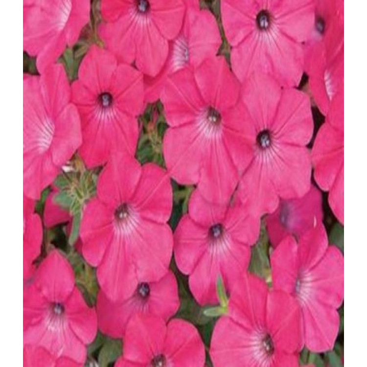 Петуния Суперкаскадная розовая F1 Петуния Суперкаскадная розовая F1