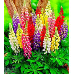 Люпин многолистный Минарет Люпин многолистный Минарет