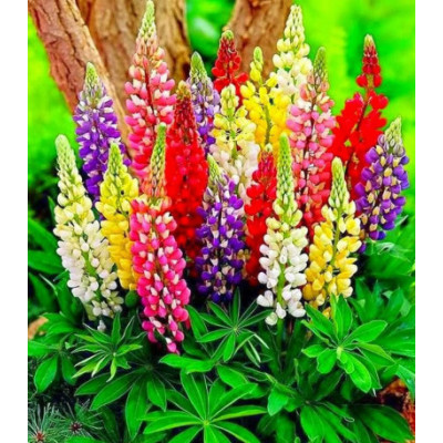 Люпин многолистный Минарет