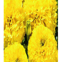 Бархатцы Лимонный великан