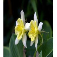 Аквилегия Желтая звезда гибридная