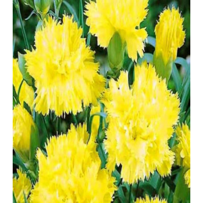 Гвоздика Шабо Шампань