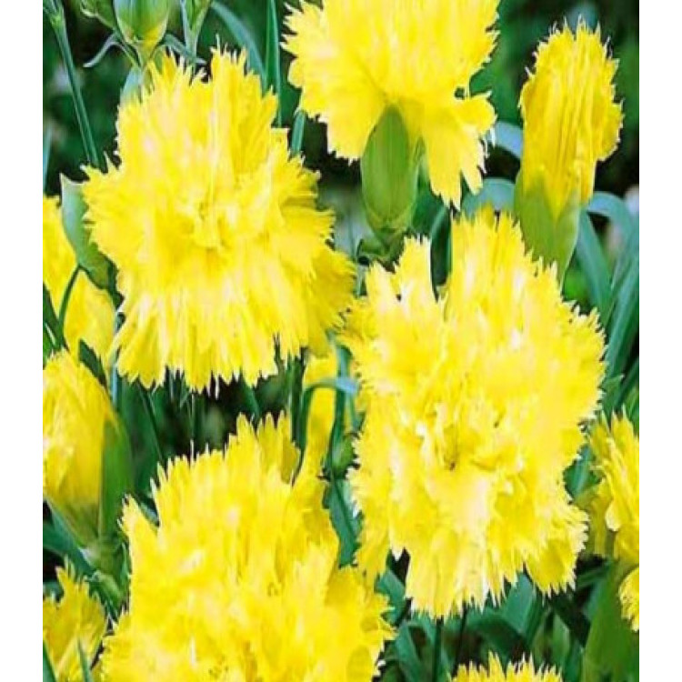 Гвоздика Шабо Шампань Гвоздика Шабо Шампань