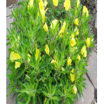 Энотера миссурийская Ночная свеча Энотера миссурийская Ночная свеча