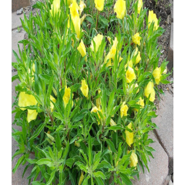 Энотера миссурийская Ночная свеча Энотера миссурийская Ночная свеча