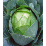 Капуста Амагер 611 белокочанная Капуста Амагер 611 белокочанная