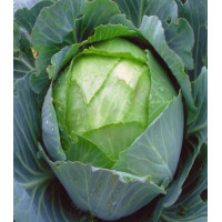 Капуста Амагер 611 белокочанная
