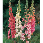 Наперстянка Эксельсиор Наперстянка Эксельсиор