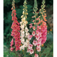 Наперстянка Эксельсиор