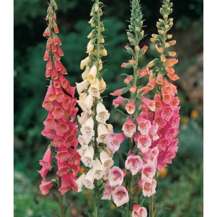 Наперстянка Эксельсиор Наперстянка Эксельсиор