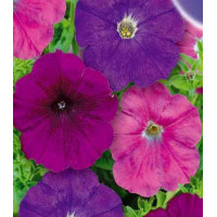 Петуния Княжна многоцветковая с��есь окрасок F1