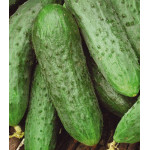 Огурец Водолей Огурец Водолей