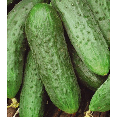 Огурец Водолей