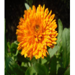 Календула Богиня солнца Календула Богиня солнца