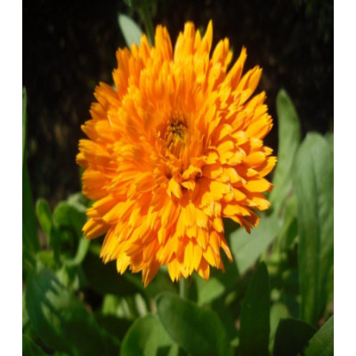 Календула Богиня солнца