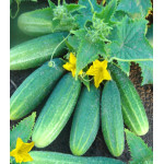 Огурец Изящный Огурец Изящный
