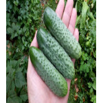 Огурец Шоша F1 Огурец Шоша F1