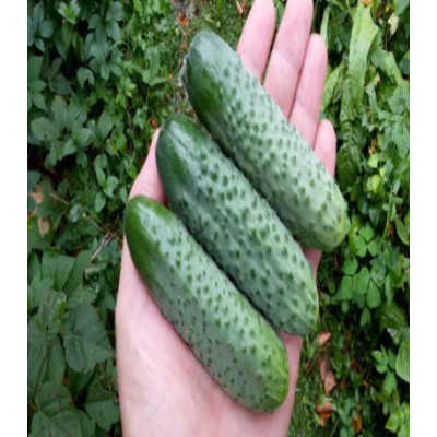 Огурец Шоша F1